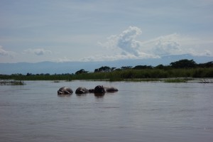 Hippopotames à la Ruzizi